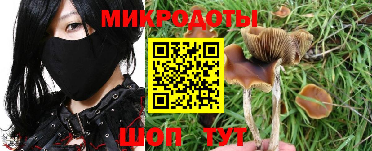 Псилоцибиновые грибы Psilocybe Артёмовский